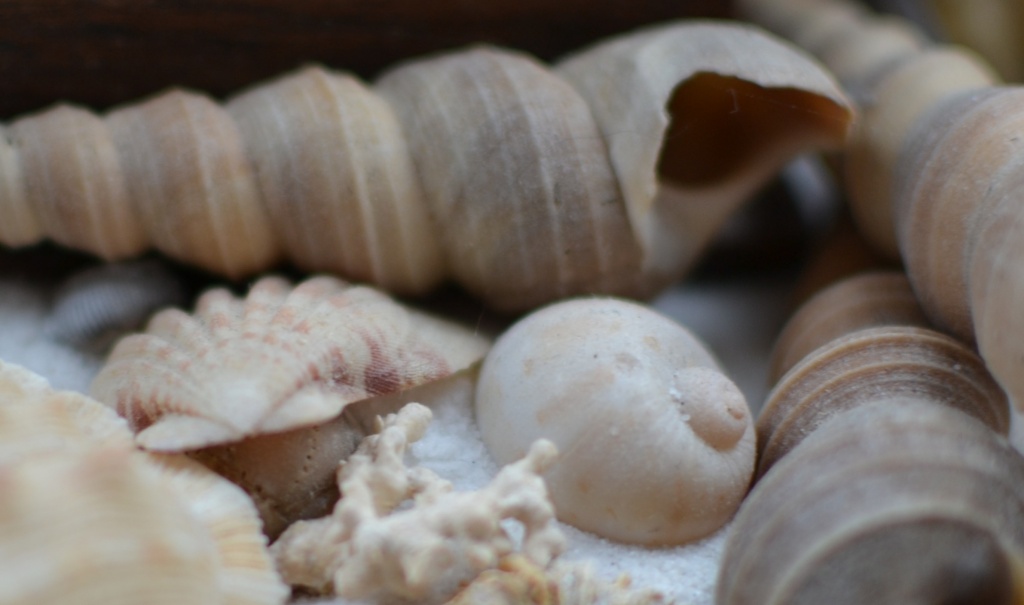Shells by nix
