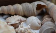 18th Apr 2012 - Shells