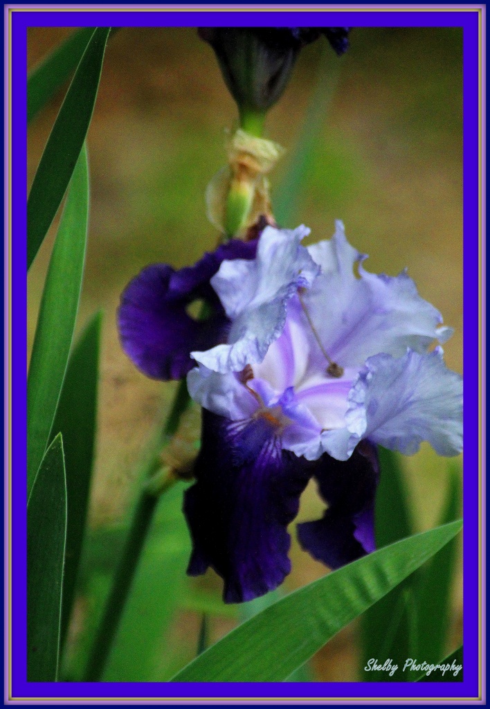 Purple Iris   by vernabeth