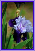 24th Apr 2012 - Purple Iris  
