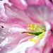 Macro Cherry Blossom by jgpittenger