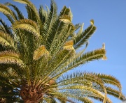 25th Apr 2012 - Palm tree