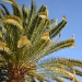 Palm tree by nix