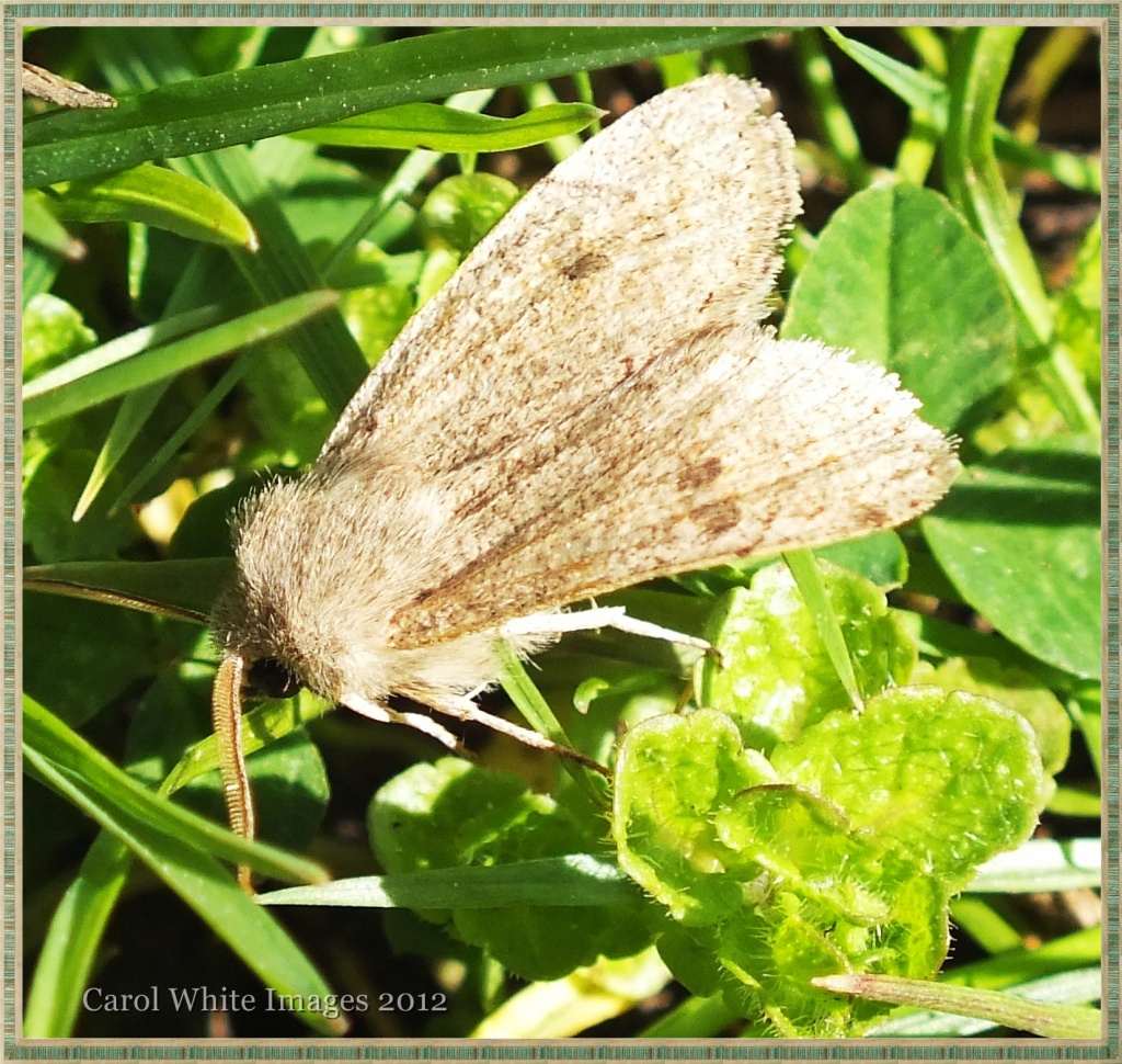Mini Moth by carolmw