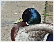 27th Apr 2012 - Sitting Duck