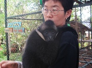 7th Apr 2012 - Young gibbon