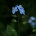Forget Me Not ll by wenbow