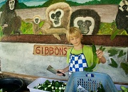 9th Apr 2012 - Gibbon dinner in the making