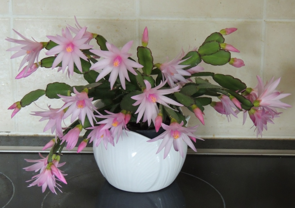 Easter cactus - better late than never! by rosiekind
