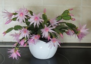 27th Apr 2012 - Easter cactus - better late than never!