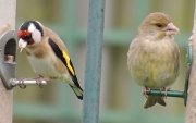 27th Apr 2012 - They all get on well together in my garden