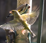 27th Apr 2012 - Can I get on this feeder too?