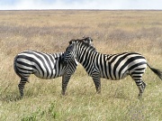 26th Apr 2012 - zebra crossing