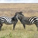 zebra crossing by peadar