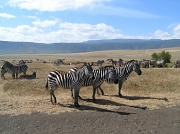 27th Apr 2012 - zebra trio