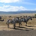 zebra trio by peadar