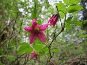 4th Apr 2012 - Salmonberry Flower