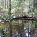 Pond Reflections by pamelaf