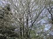 25th Apr 2012 - Blossoms