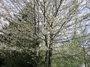 9th Apr 2012 - Spring
