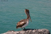 27th Apr 2012 - Mr. Pelican