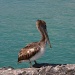 Mr. Pelican by stcyr1up