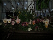 27th Apr 2012 - nightime fancy pansies