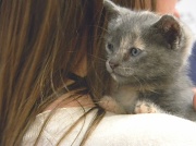 26th Apr 2012 - Kitten on Shoulder 4.26.12