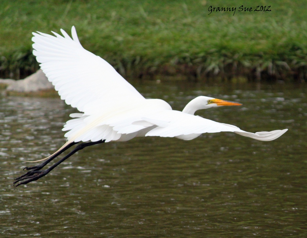 Great Egret In Flight by grannysue