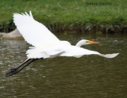26th Apr 2012 - Great Egret In Flight