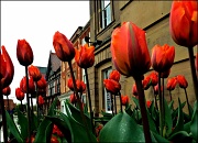28th Apr 2012 - Tulips