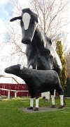 28th Apr 2012 - Giant Cows