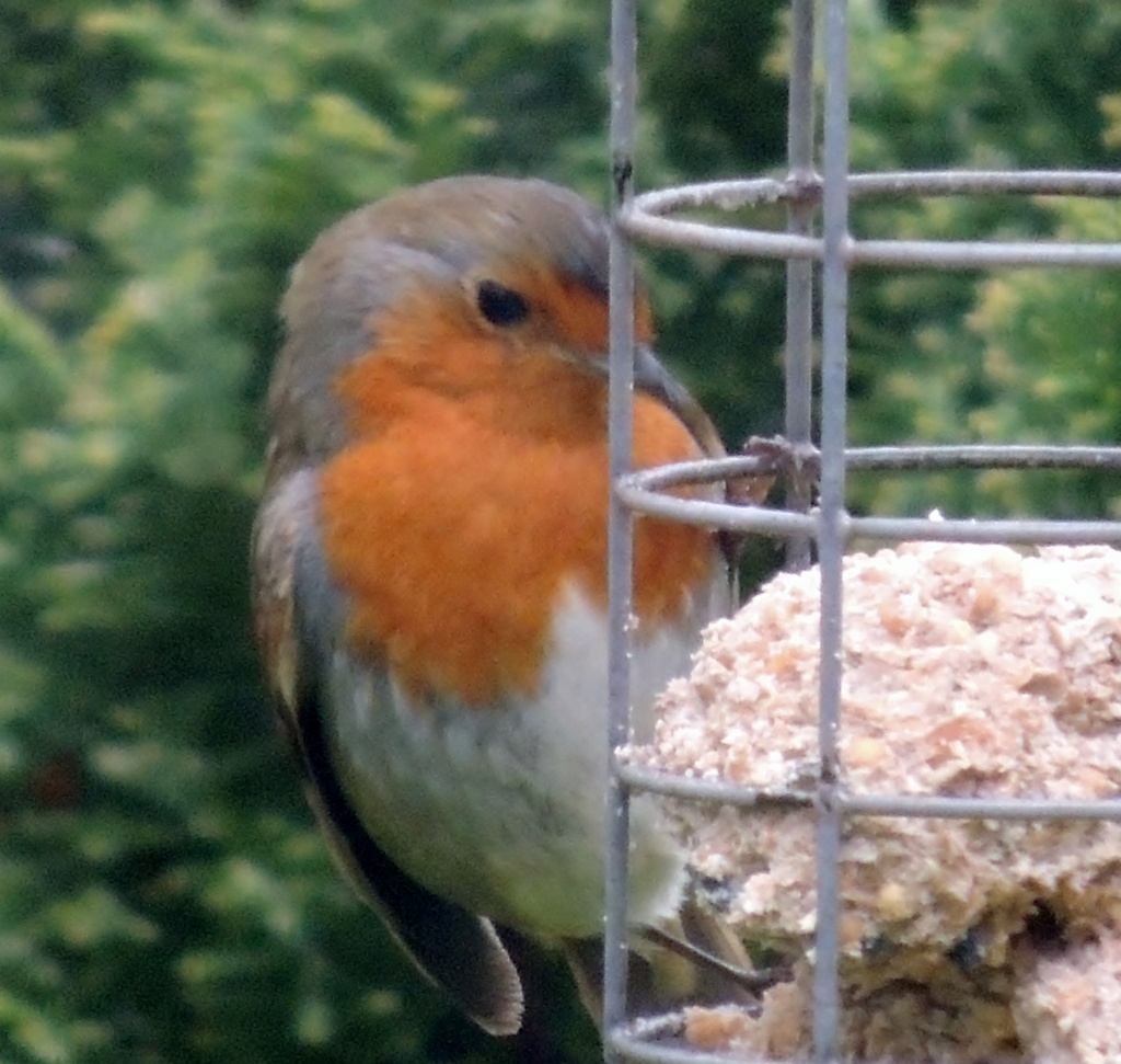 I like suet balls too! by rosiekind