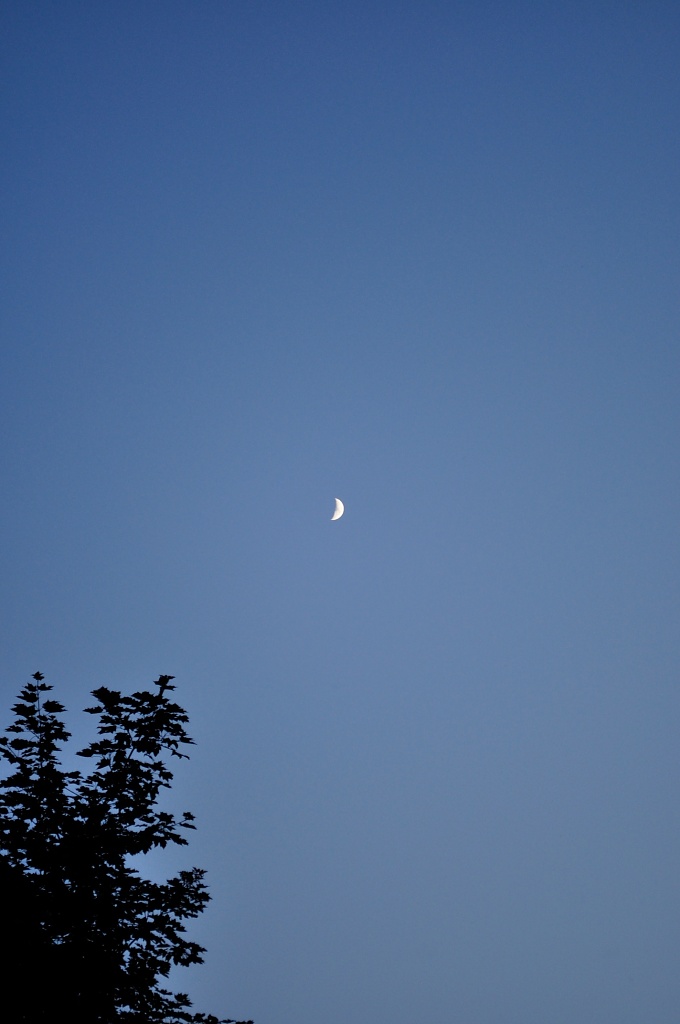 moon by dora