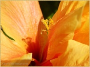 28th Apr 2012 - Hibiscus