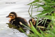 27th Apr 2012 - Masked Ducklings
