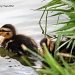 Masked Ducklings by grannysue