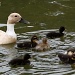 Mama Duck and Ten Little Ducklings by grannysue