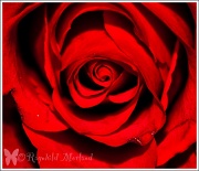 28th Apr 2012 - A rose for you