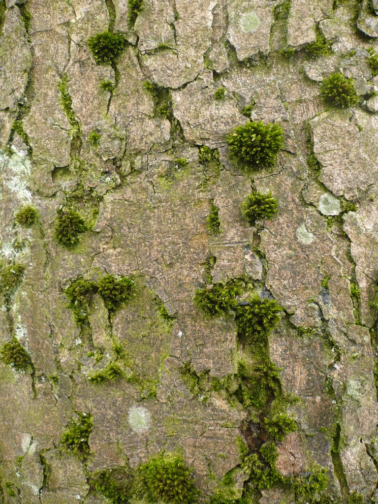 Bark and moss by clairecrossley