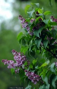 28th Apr 2012 - Lilac