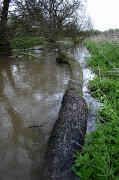 27th Apr 2012 - A very wet drought