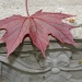 New leaf by edorreandresen