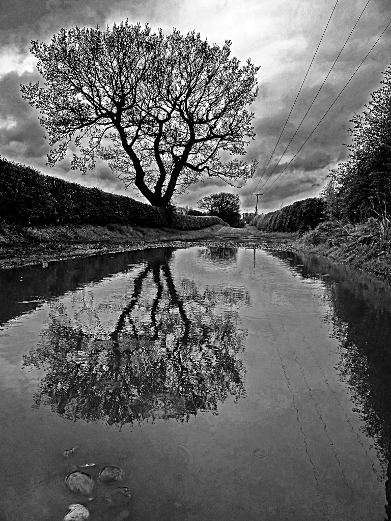 Puddle and reflections by phil_howcroft