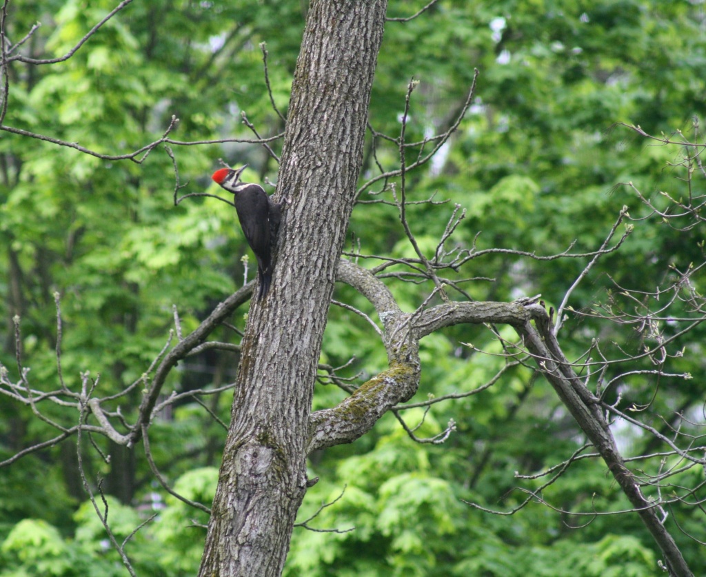 Pileated woodpecker by mittens