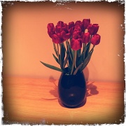 28th Apr 2012 - Tulips