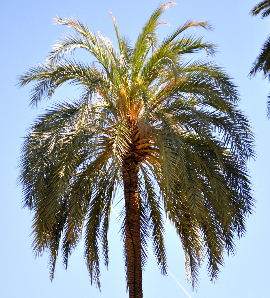 Palm by philbacon