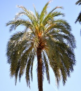 23rd Apr 2012 - Palm