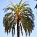 Palm by philbacon