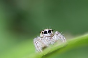 28th Apr 2012 - Little Jumping Spider